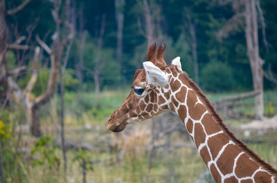 Close-up of giraffe