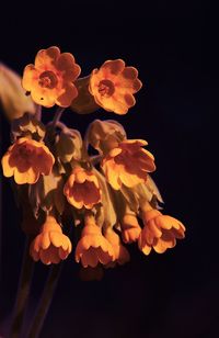 Close-up of orange flowering plant against black background