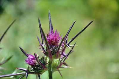 Close-up of thistle flower