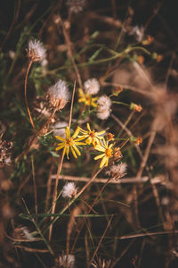 Close-up of wilted flower on field