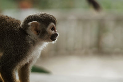 Close-up of a monkey looking away