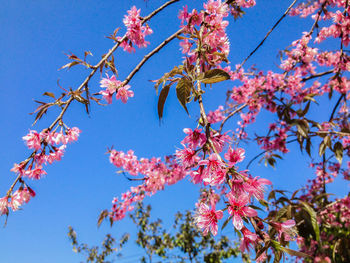 Low angle view of cherry blossom against blue sky