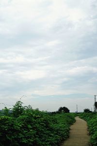 Plants and trees against sky