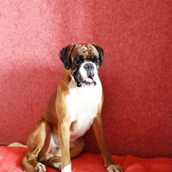 Portrait of dog sitting on sofa