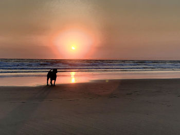 Silhouette dog walking at beach against sky during sunset