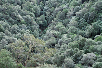 Full frame shot of trees