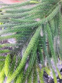 Full frame shot of pine tree