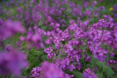 Close-up of pink flowering plant