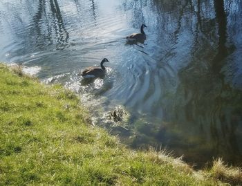 High angle view of ducks swimming in lake