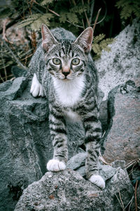 Portrait of cat sitting on rock