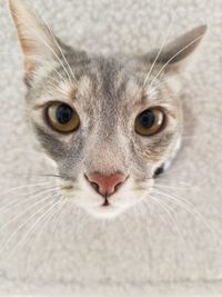 Close-up portrait of cat