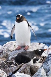 Close-up of penguin on rock by sea