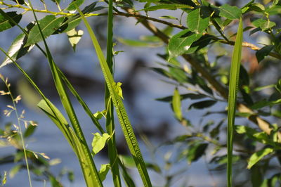 Close-up of fresh green plants