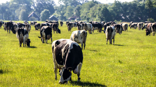 Cows standing in a field