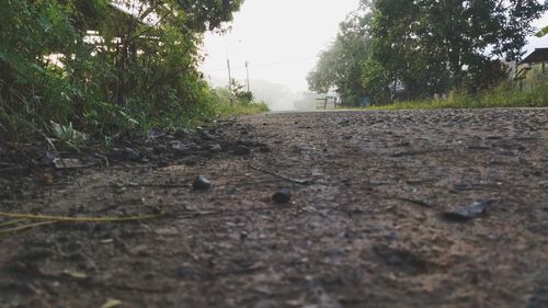 Surface level of road amidst trees on field