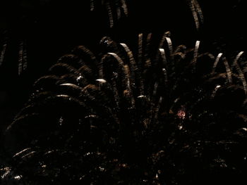 Close-up of firework display at night