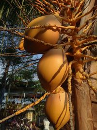 Close-up of fruit on tree