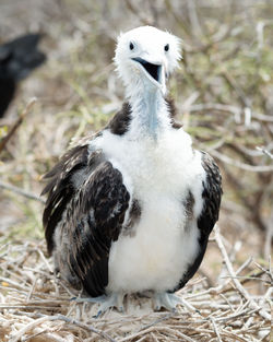 Close-up of a bird on field