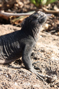 Close-up of lizard on field