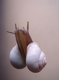 Close-up of snail with reflection on mirror