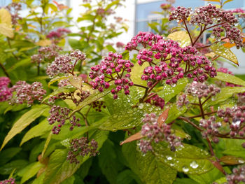 Close-up of pink flowering plant