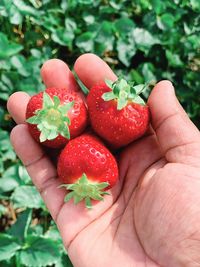 Close-up of hand holding strawberries