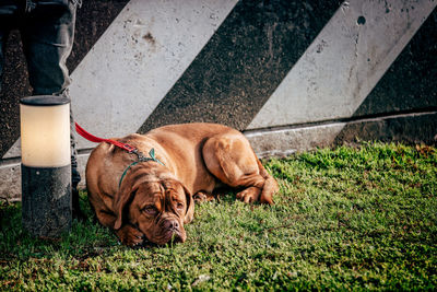 View of a dog resting on grass