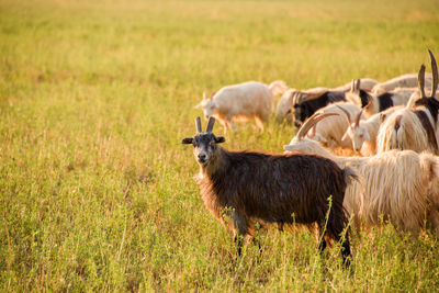 Sheep on grassy field