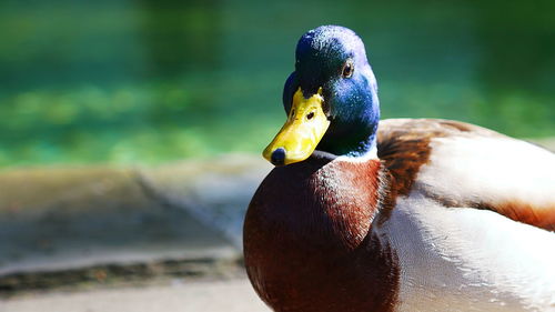Head of a male mallard duck