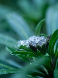 Close-up of raindrops on leaf