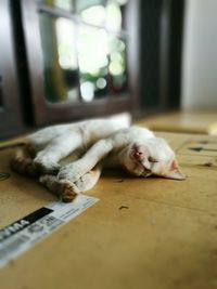 Close-up of cat lying on floor