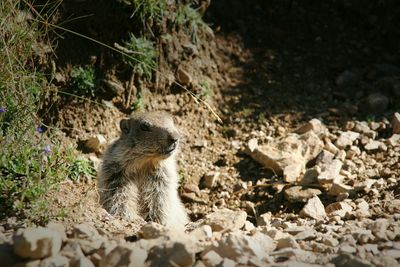 Marmot sitting by stones on field