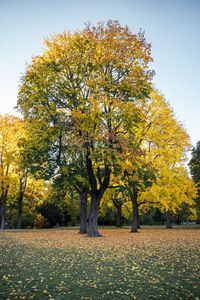 Trees on field against sky during autumn