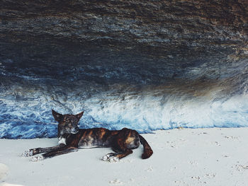 View of dog on beach