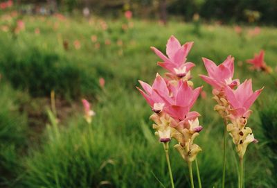 Close-up of pink flowering plants on field