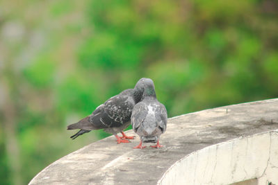 Pigeon perching on a railing