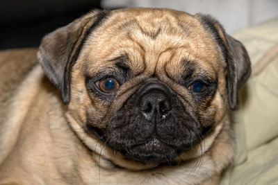 Close-up portrait of a dog