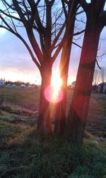 Sunlight streaming through trees on field during sunset