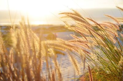 Close-up of wheat growing on field against sky