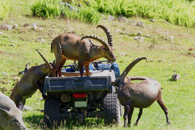 Three mountain goats serving themselves food from the four wheeler