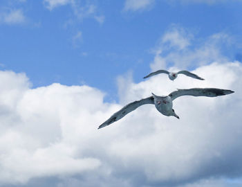 Low angle view of seagull flying