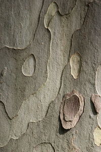 Close-up of bark pattern