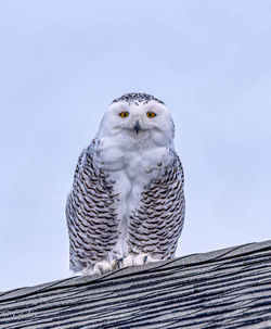 Low angle view of a snowy owl perching against clear sky
