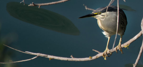 Close-up of bird perching on branch