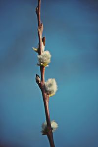 Close-up of flowers against blue sky