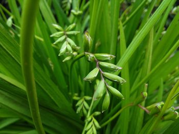 Close-up of fresh green leaves