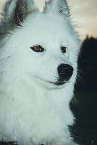 Close-up of dog looking away