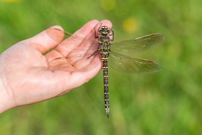 Close-up of insect on hand