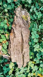 Close-up of ivy growing on tree