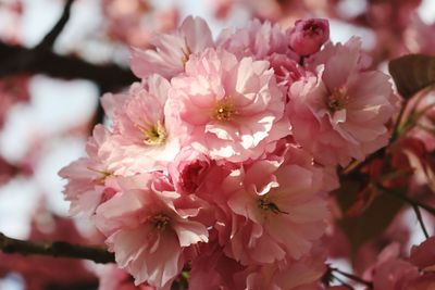 Close-up of pink cherry blossoms